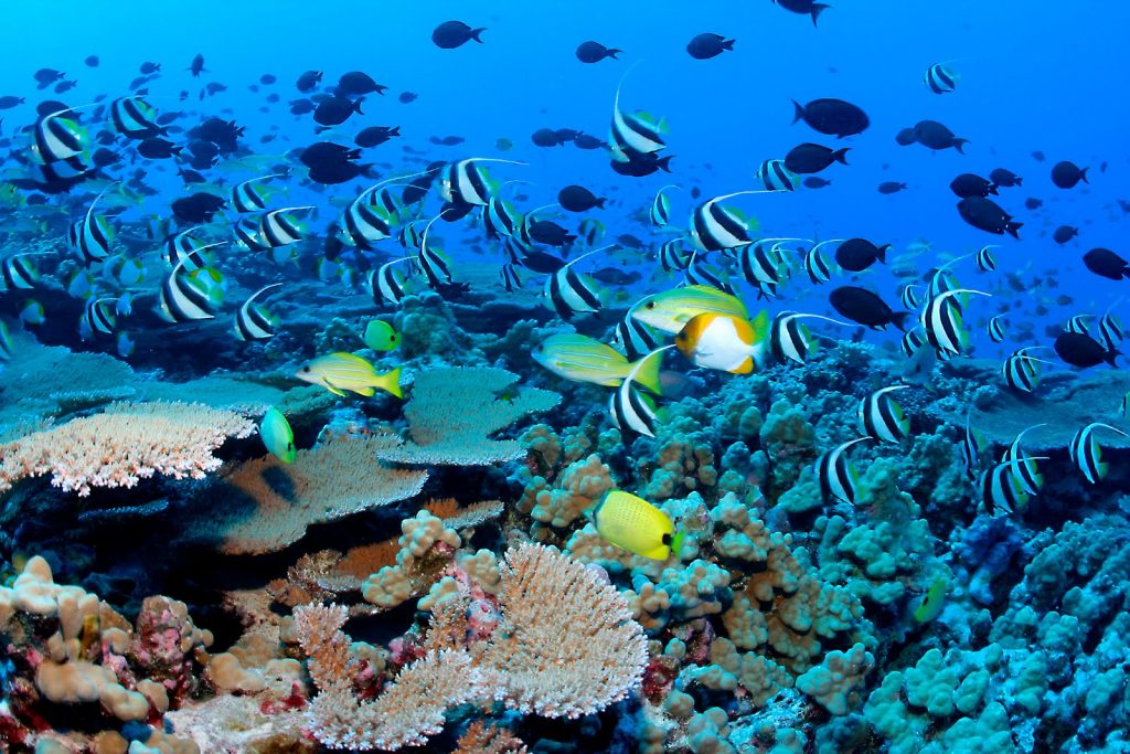 Snorkel en Cancún