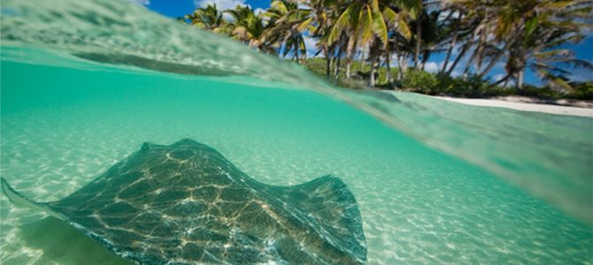 El Caribe Mexicano, registro un crecimiento de 2,2% en 2016 El Caribe Mexicano, registro un crecimiento de 2,2% en 2016