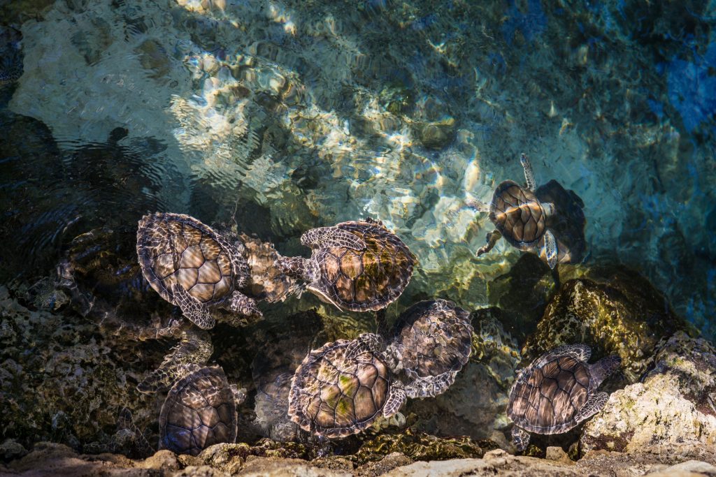 Xcaret ecoparque