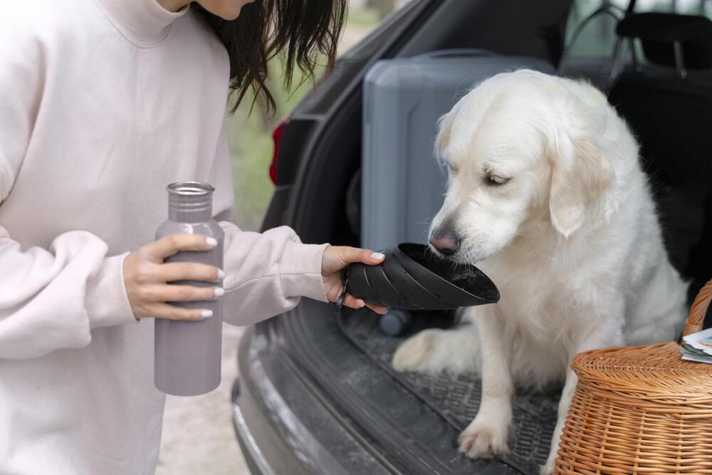 cerrar propietario-dando-agua-para-perros
