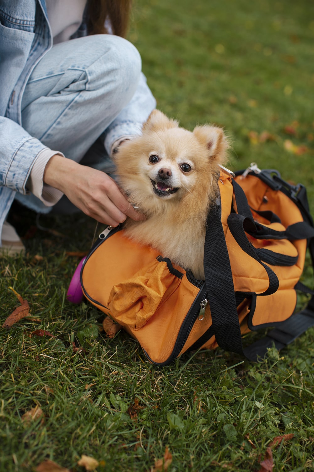 Viajar con tu mascota