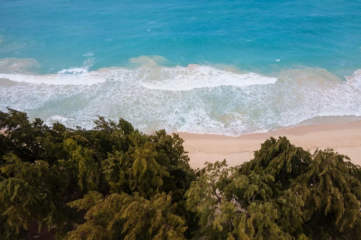 Oleaje que llega a una playa de arena clara bordeada de árboles