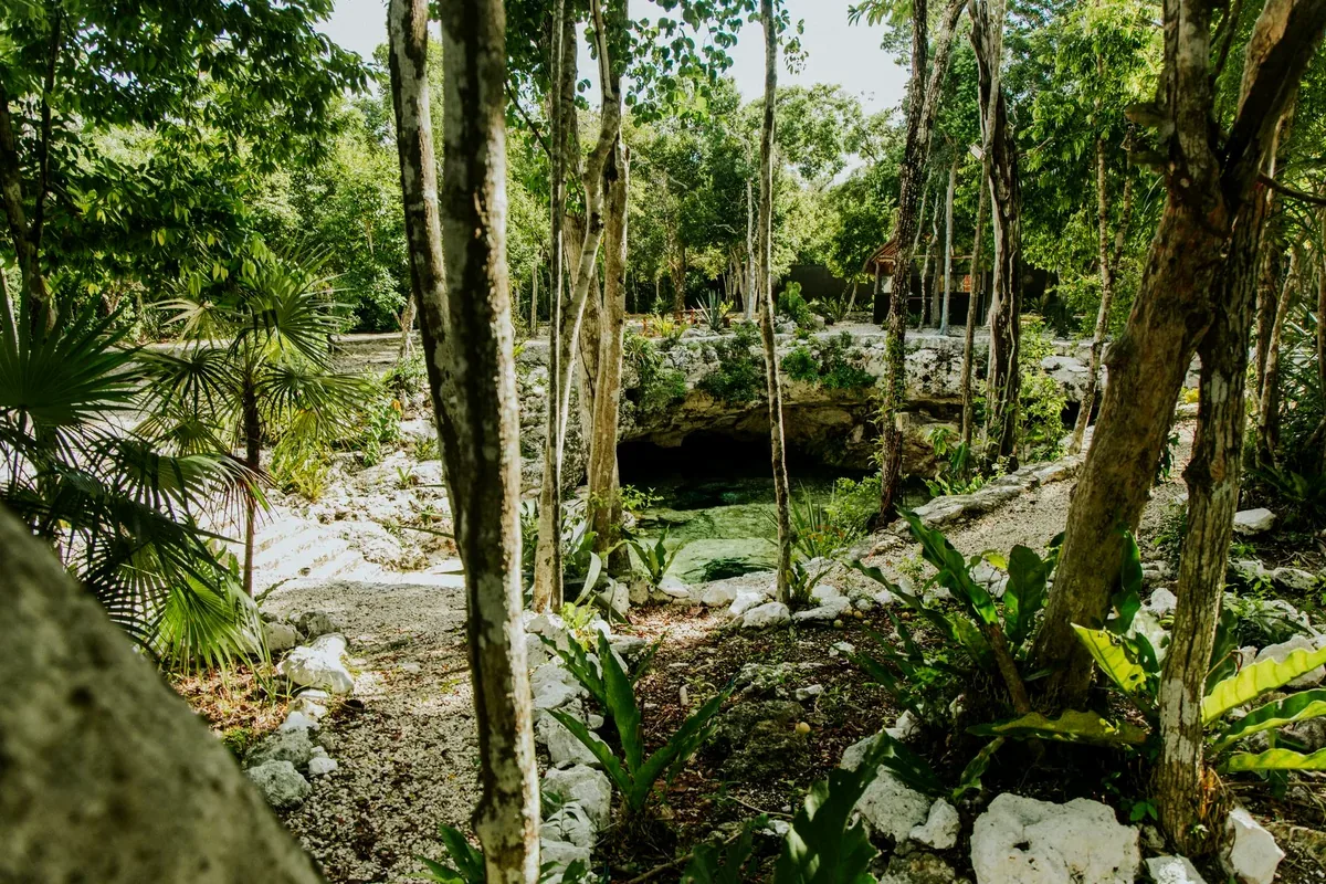 Sendero entre árboles de la selva que lleva a la boca de un cenote