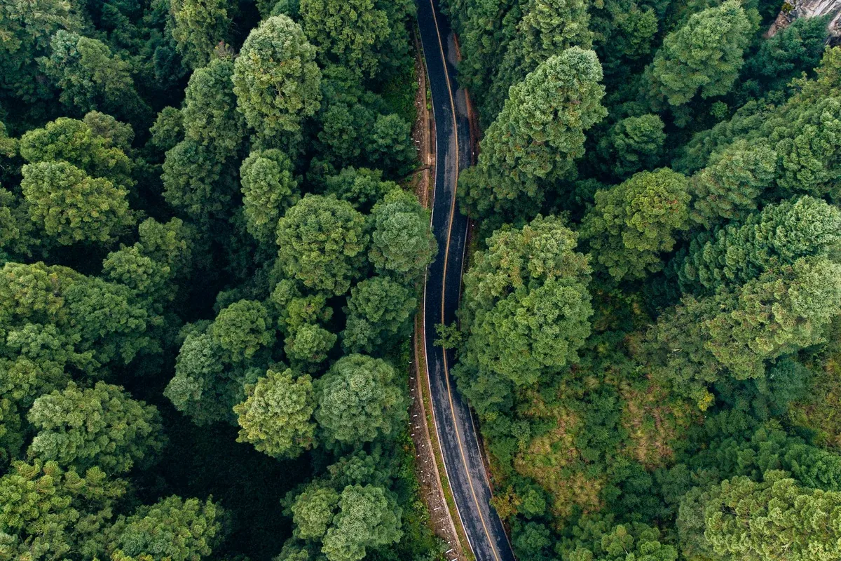 Carretera sinuosa entre un bosque frondoso vista desde el aire